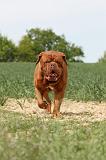 DOGUE DE BORDEAUX 030